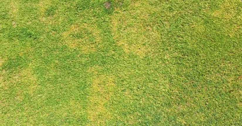 브라운 링 패치(와이티아 패치)