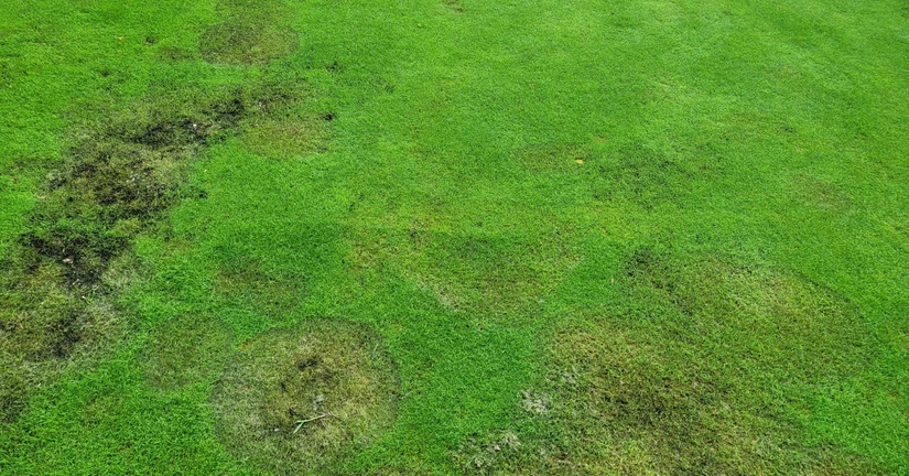 갈색잎마름병(브라운패치)