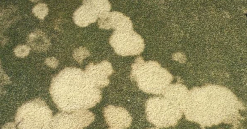 그레이 스노우 몰드