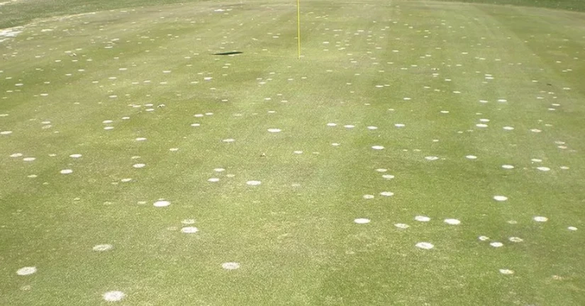 핑크 스노우 몰드
(마이크로도춤, 후자리움 패치)