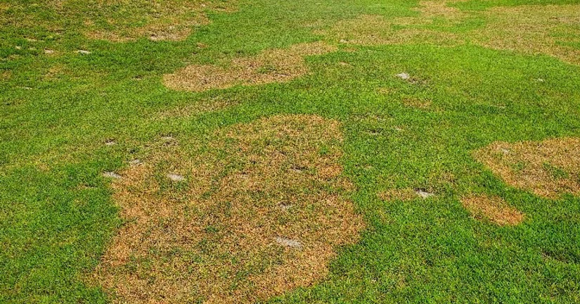 라이족토니아마름병(라지패치)