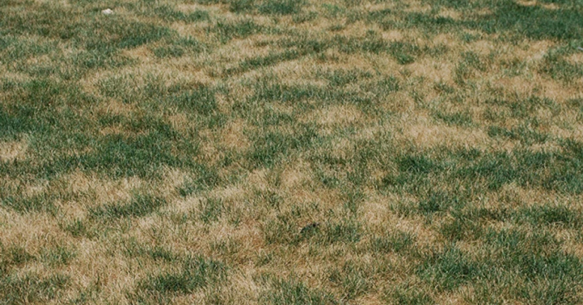 네크로틱 링 스팟