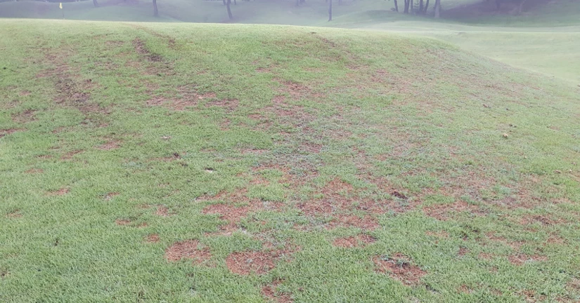 피시움 블라이트