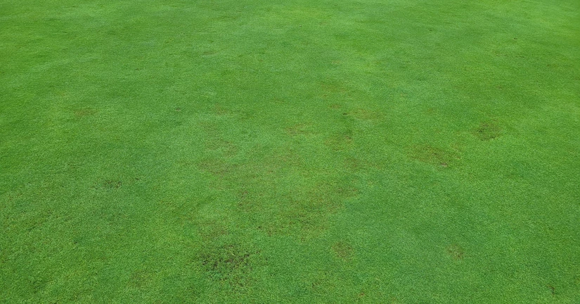 피시움 루트 랏