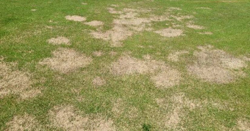 춘고병(스프링 데드 스팟)