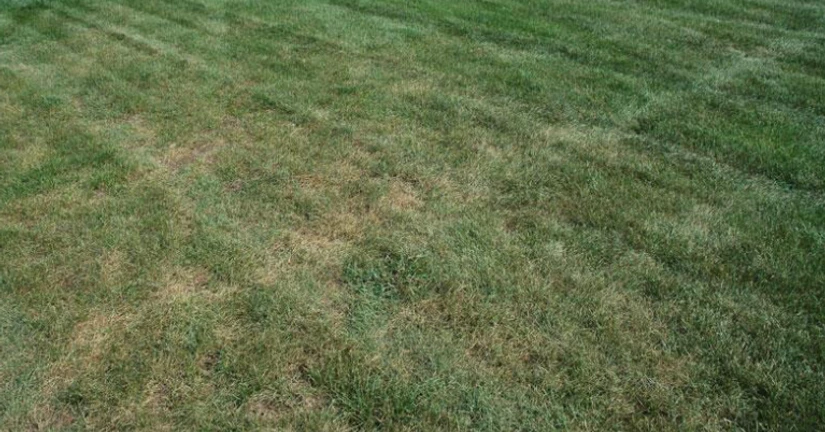 렙토스파에룰리나