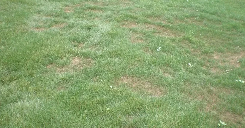 비폴라리스엽고병