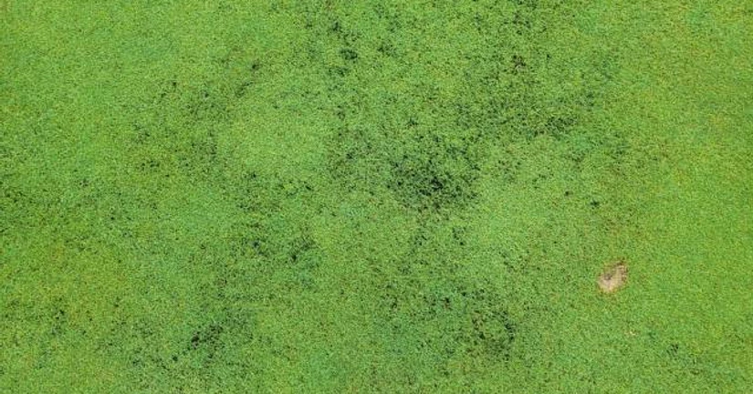 잔디 조류(남조류, 녹조류)