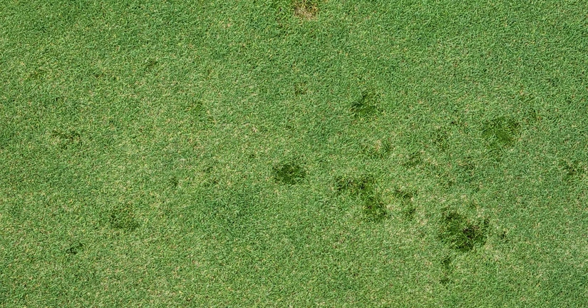 잔디 이끼(은이끼)