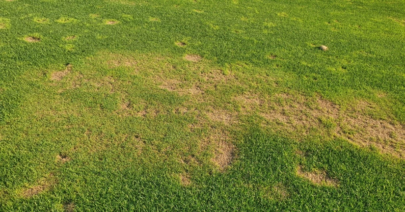 하고현상(여름철 스트레스)