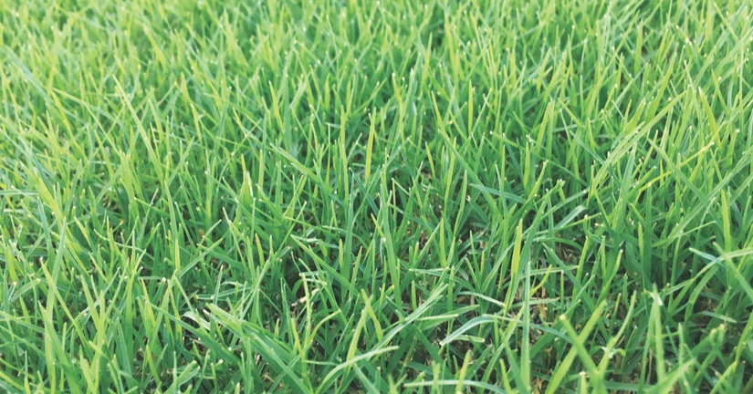 버뮤다그라스(우산잔디)