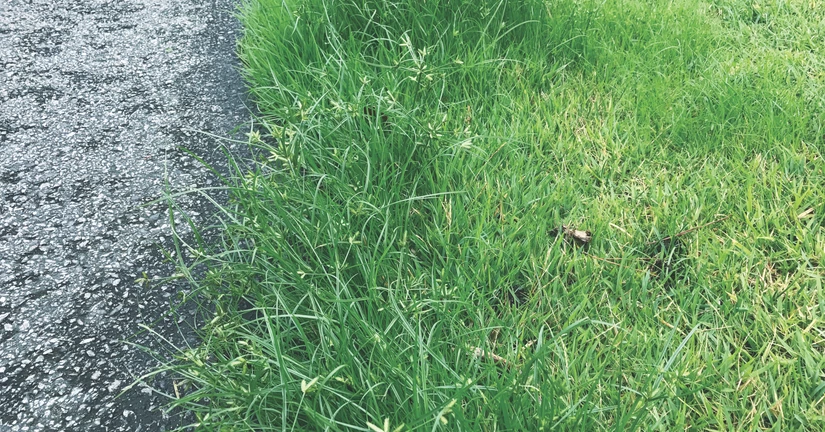 병아리방동사니