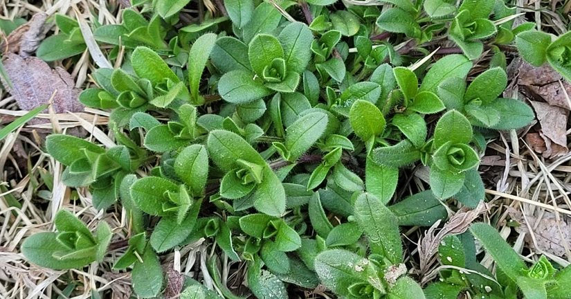 유럽점나도나물