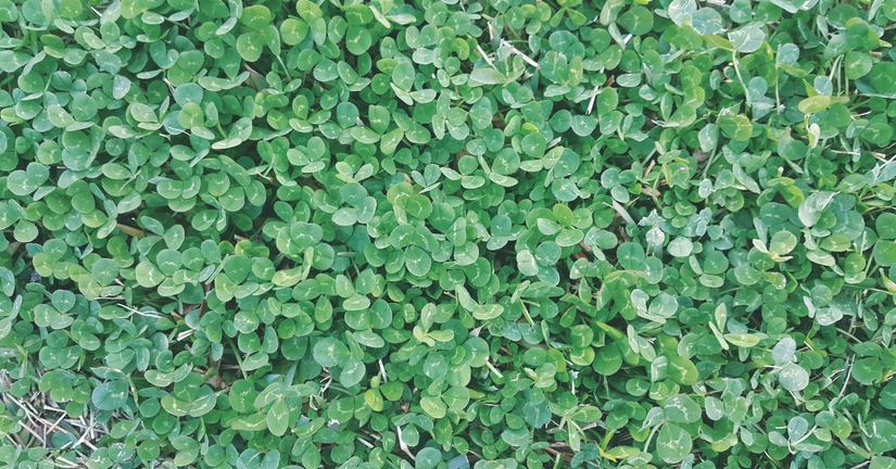 클로바 (토끼풀)