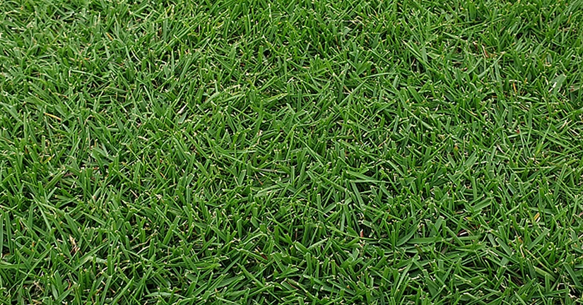 (주)누보 - 푸르미(잔디)