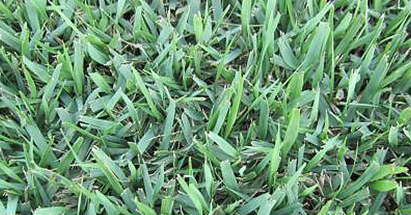 (주)누보 - 한국잔디(잔디)