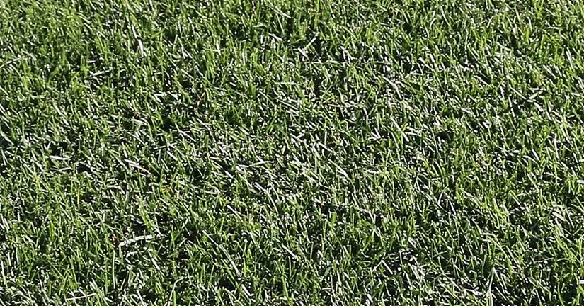 (주)누보 - 켄터키 블루그래스(잔디)