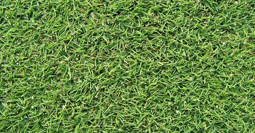 (주)누보 - 벤트그래스(잔디)