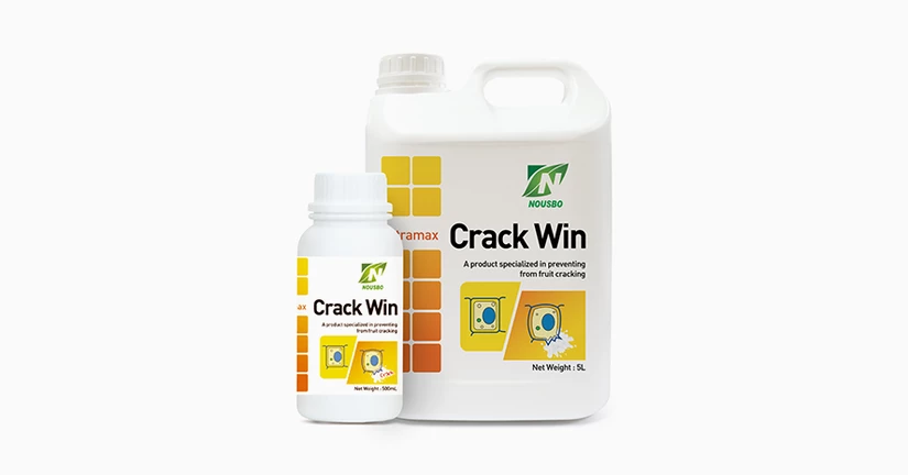 Crack Win - Nousbo